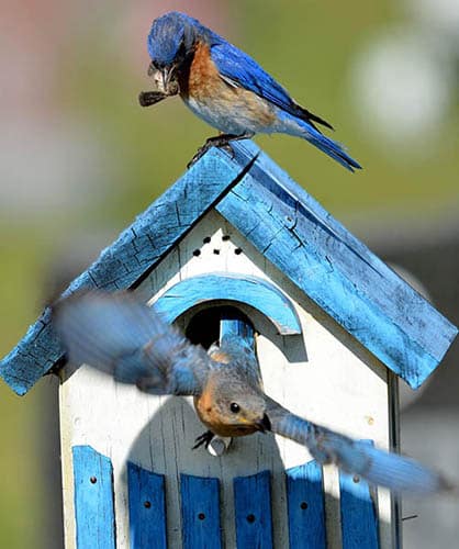 Bluebirds using a nesting box