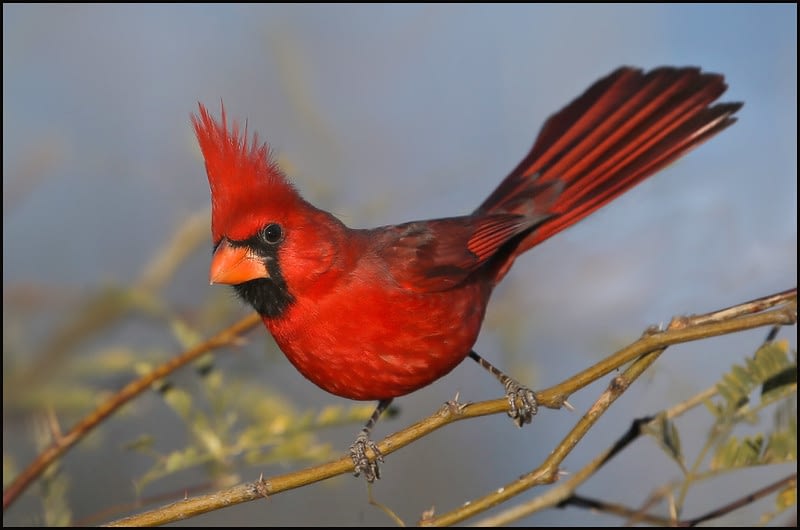 Northern Cardinal