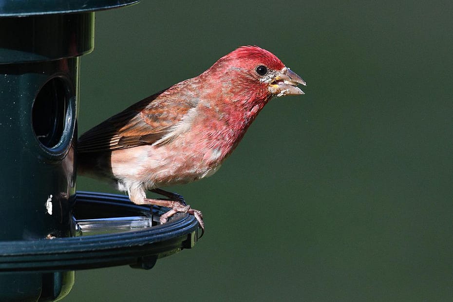 Adult male House Finch at a bird feeder