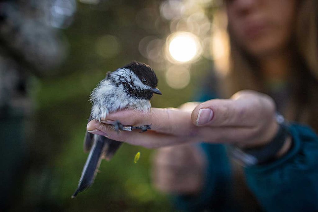 A black capped chickadee in the hand of a scientist