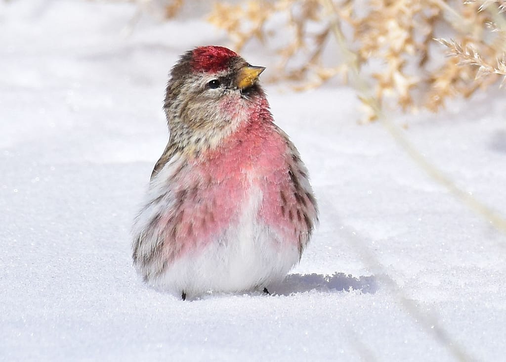 Common Redpoll bird on the ground