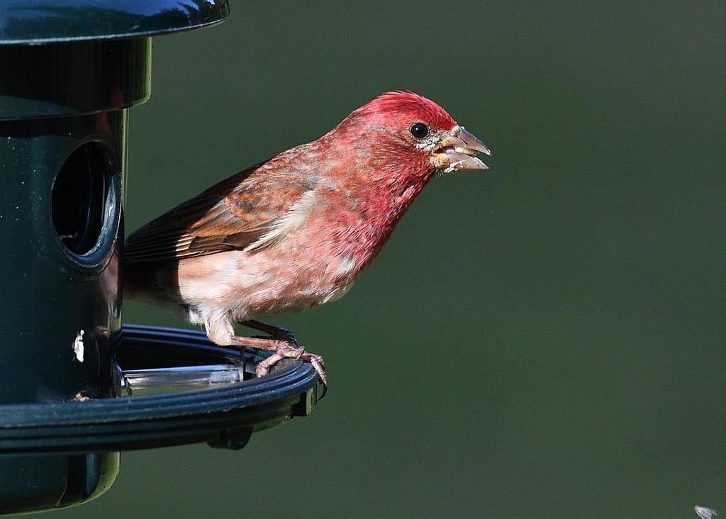 Adult male House Finch at a bird feeder