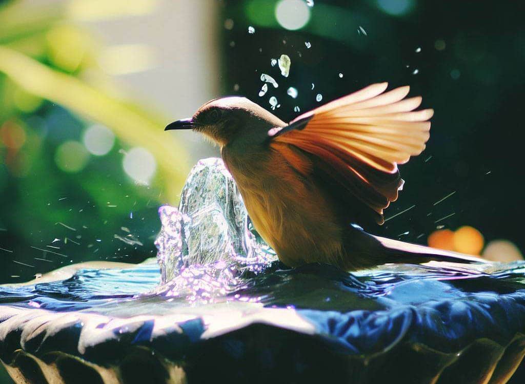 bird in bath with a small water fountain