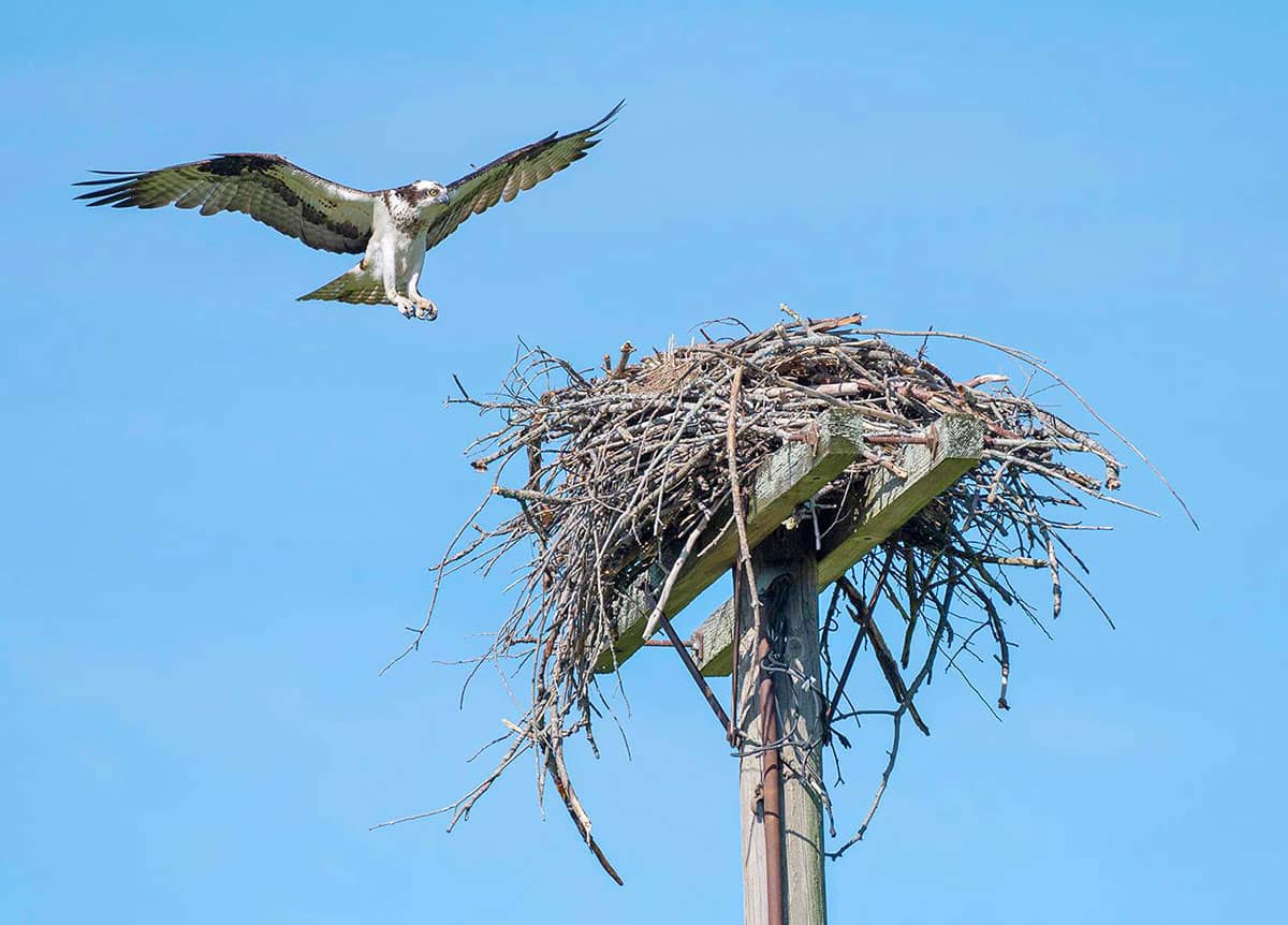 osprey nest streaming live camera