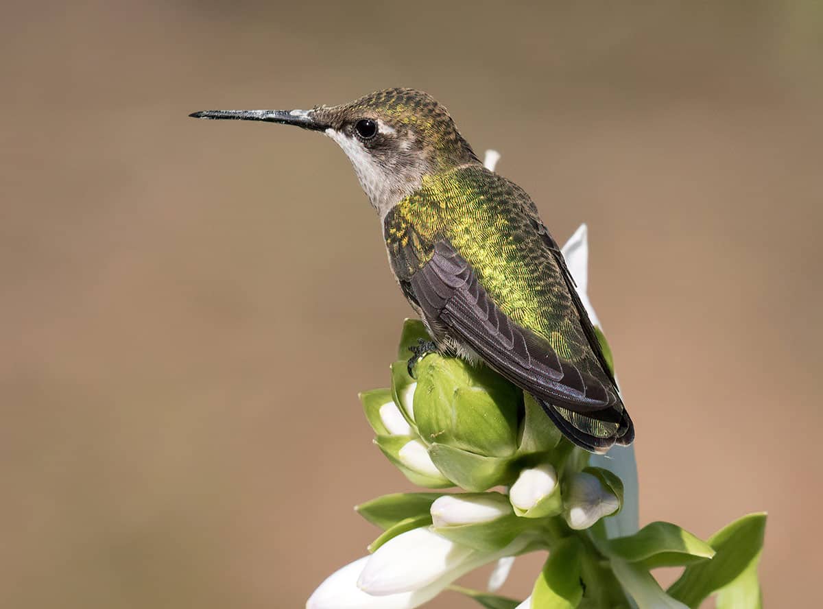 Ruby throated Hummingbird