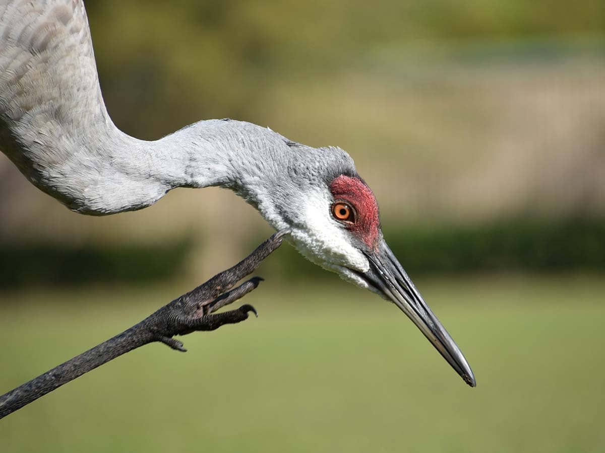 Sandhill cranes are a protected species in florida