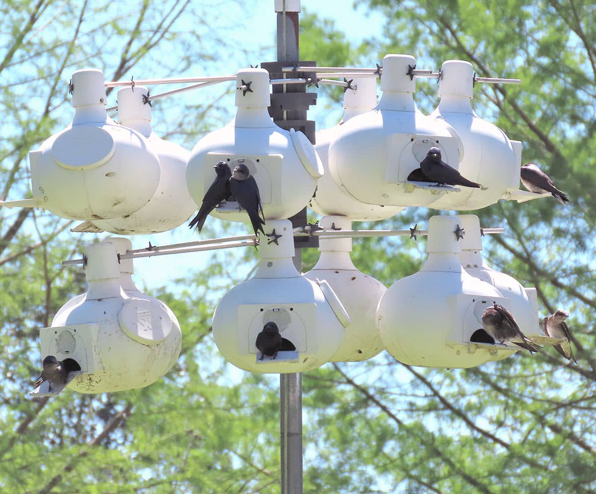 purple martin gourd style nests