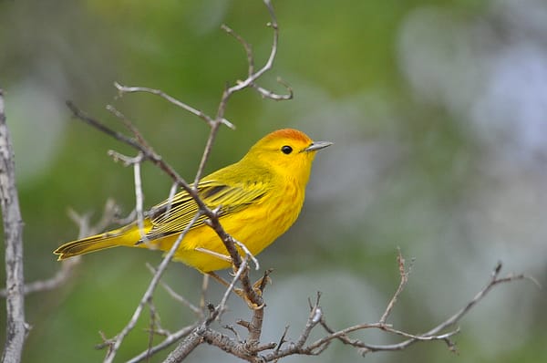 American Yellow warbler