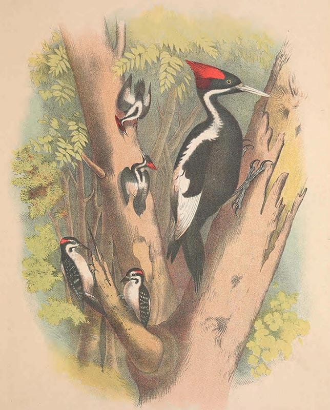 Ivory-billed Woodpecker old drawing