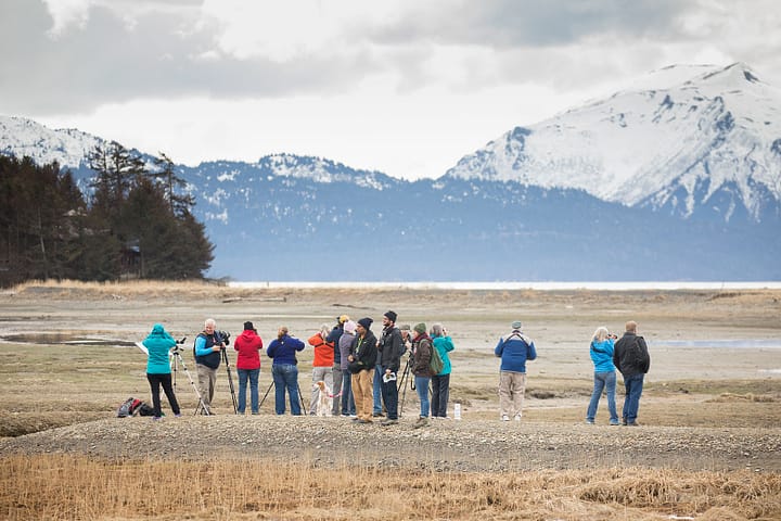 birdwatching in Alaska