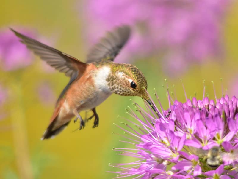 Rufous hummingbird feeding on a flower