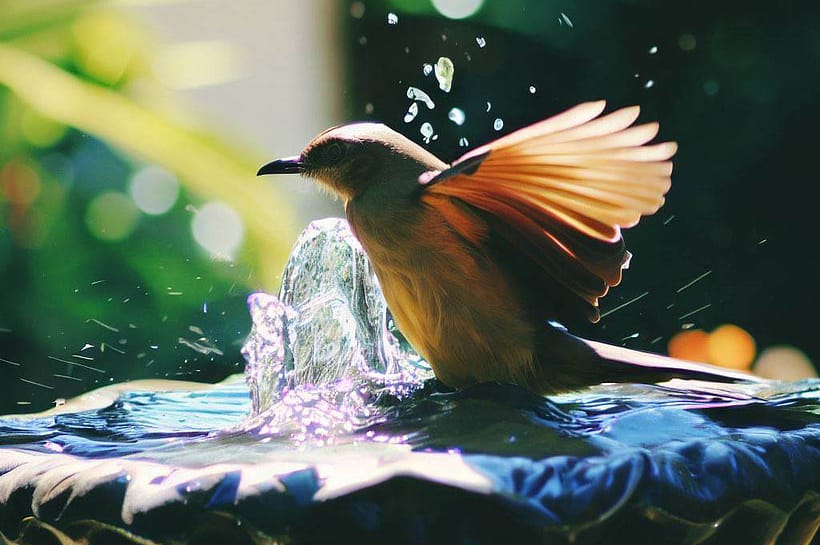 bird in bath with a small water fountain