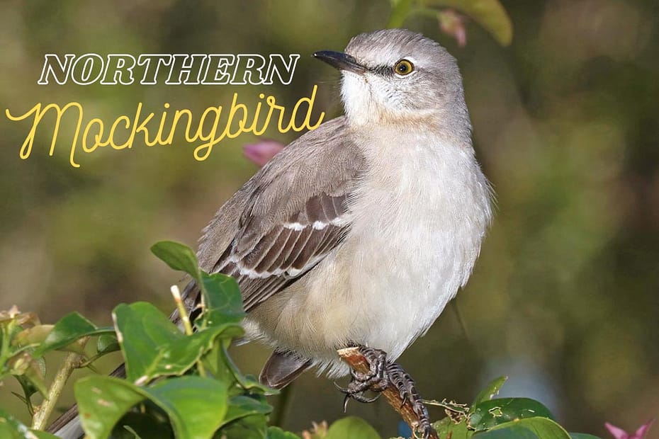 Northern Mockingbird