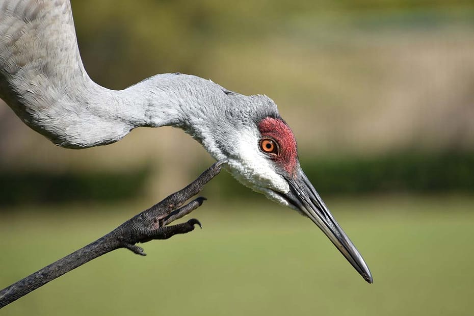 Sandhill cranes are a protected species in florida